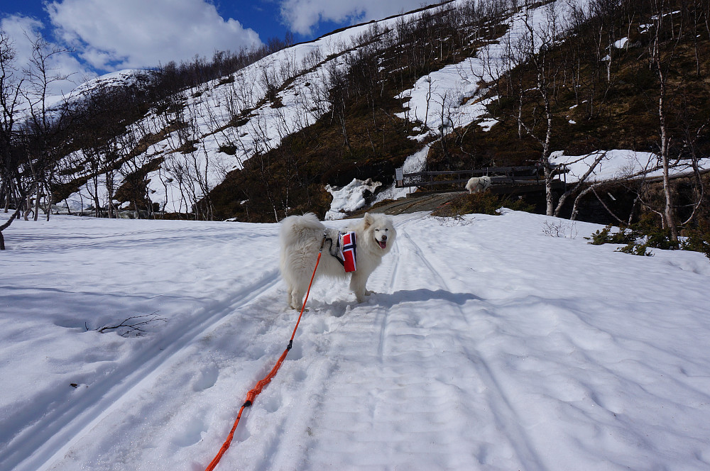 Tundra måtte naturligvis ha flagg..
