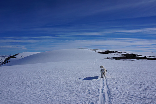Stakars Tundra som ikke har ski....