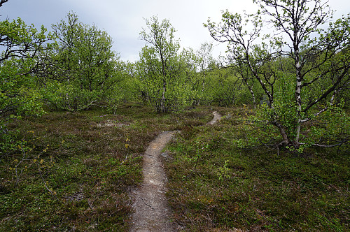 Turen opp til Hælfjellet er en kort tur på fin sti...