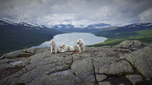 Luftetur med Tundra, Bamse og Ivrig.