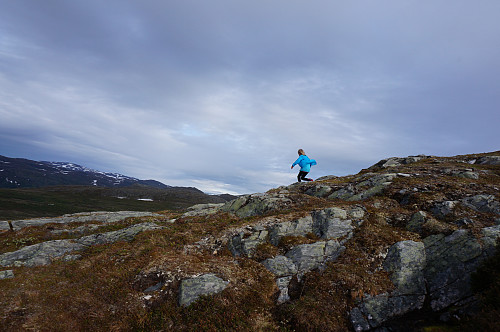 Full fart over stein og lyng.