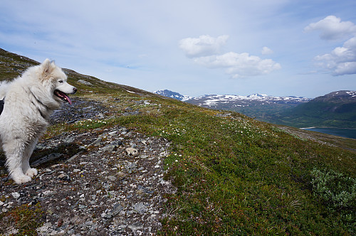 Tundra ser etter geitene.
