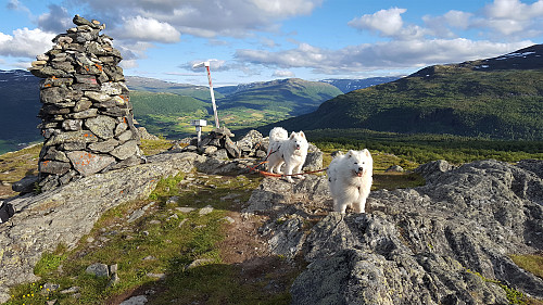 Kveldstur i lag med Egil, Tundra, Bamse og Ivrig