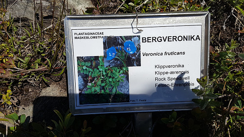 Fjellhagen på Kongsvold er verdt ett besøk..