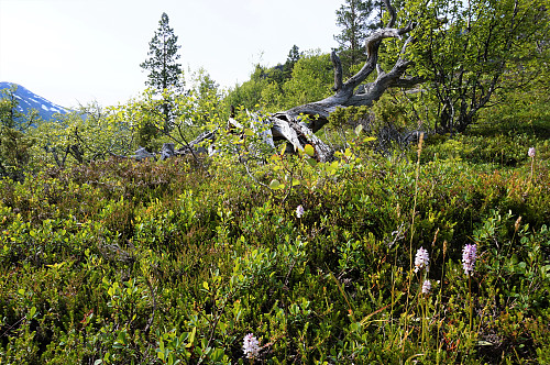 Fin dag i fjellet selv om det var 1000 vis av fluer.