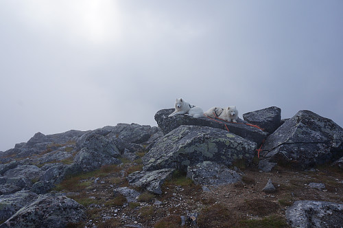 Tundra og Bamse tar en pause...