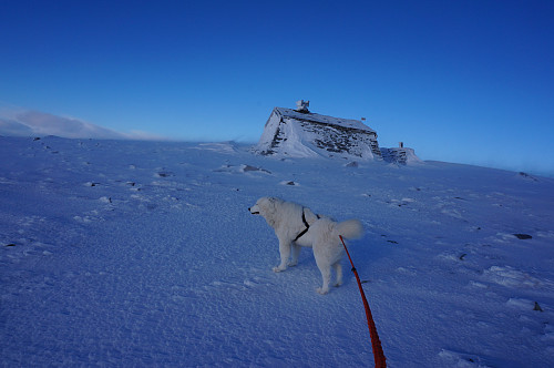 Tundra fikk bakoversveis i den kraftige vinden...
