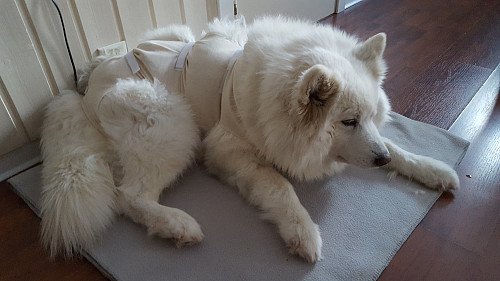 Tundra nokså slukkøret etter operasjonen og tenk å ha på body da, ikke kjekt det nei.