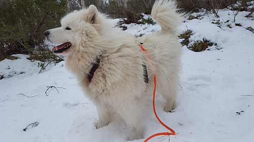 Bamse var veldig lykkelig som fikk være med på luftetur.