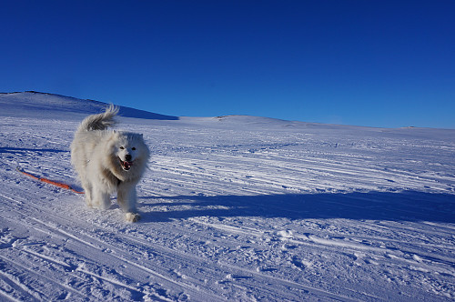  Bamse i farta.