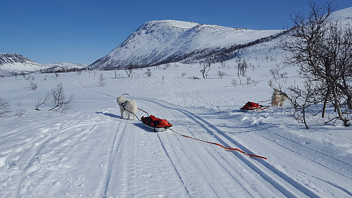 Tundra og Bamse.