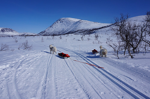 Tundra og Bamse.