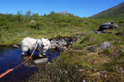 Greit for oss som kan kaste ullklærne men Bamse og Tundra hadde det varm i dag... Lengter nok etter snø.