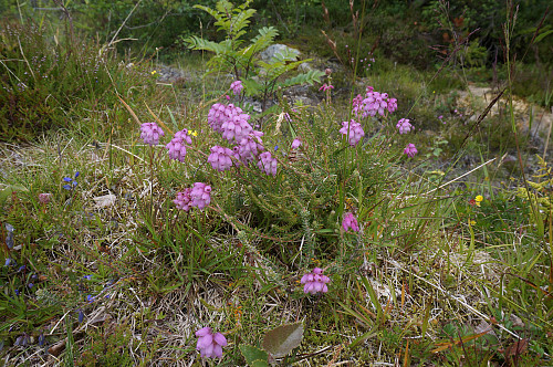Mange fine blomster å studere på turen opp.