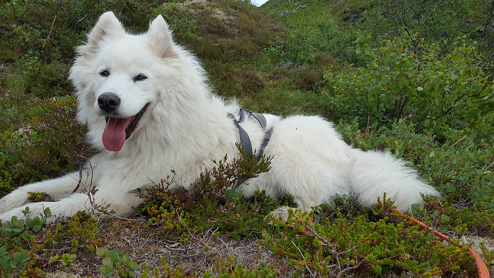 Tundra peser i varmen, så vi må ta mange pauser å passe på at hundene får nok drikke.