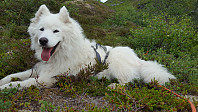 opps_20180719_5b50da000c5a3.jpg