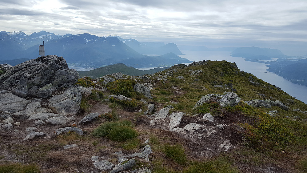 Sandvikshornet