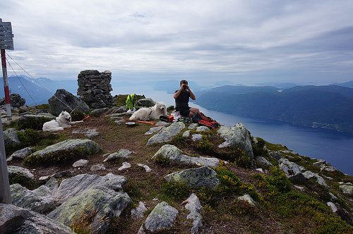 Sandvikshornet