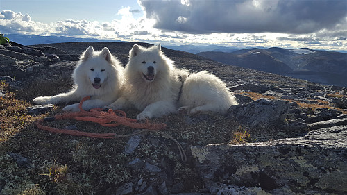 Tundra og Bamse
