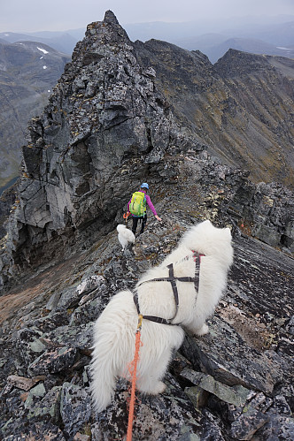 Tundra og Bamse på tur ned siste stykket på ryggen før vi kommer til svaeet.