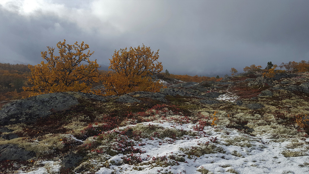 Herlig med snø håper på mye mere. 