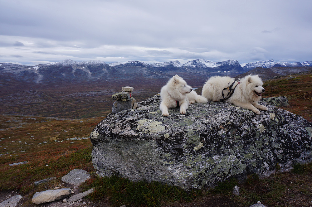 To gode venner Tundra og Bamse.