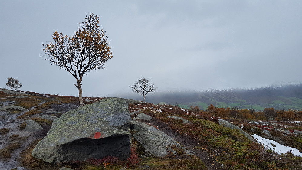 Fine kontraster i naturen.