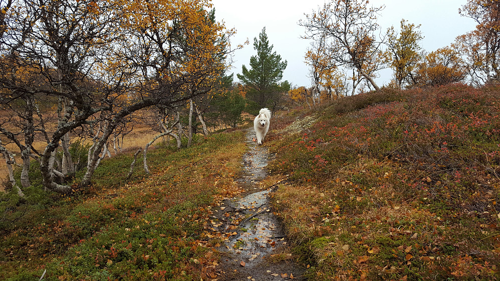 Tundra
