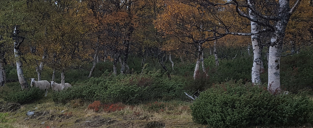  Mange sauer i fjell,skog og li enda.