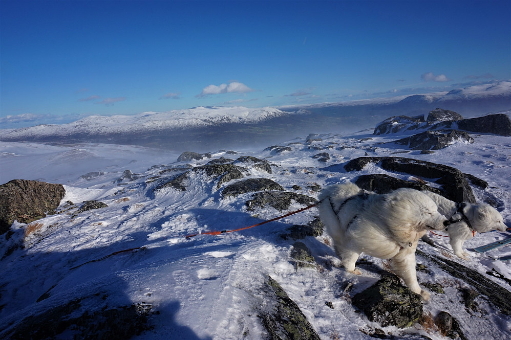 Tundra og Bamse i kulingen her ved Elghøa.