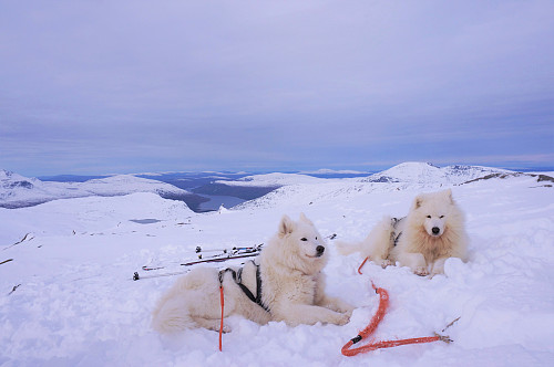 Tundra og Bamse storkoser seg i vinterland.
