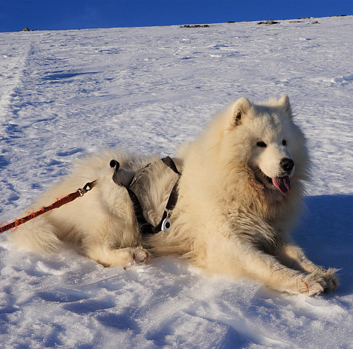 Bamse