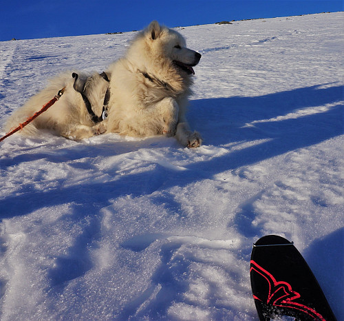 Bamse