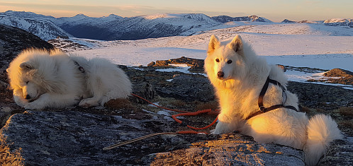 Tundra og Bamse