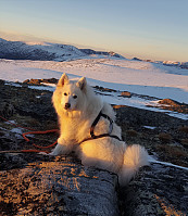opps_20181202_5c04409d81ab6.jpg