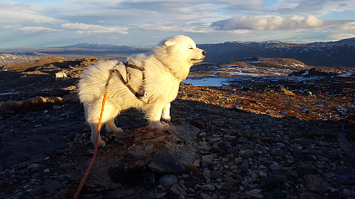 Bamse fikk bakoversveis i den kraftige vinden på toppen av Høghøa.