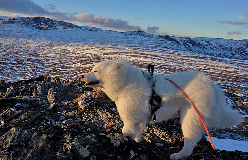 Tundra i vinden.