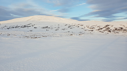 Høghøa