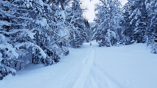 Grei dag for å oppholde seg nedi skogen.
