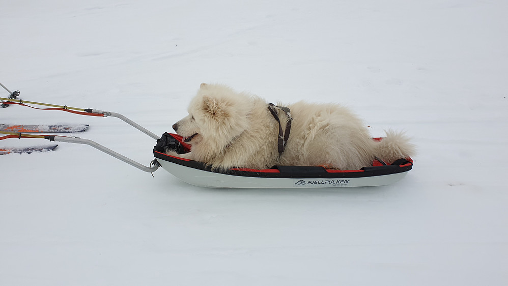 Vi er lei av å vente på Bamse når vi er på lengre turer så vi testet ut om han ville ligge i pulk..