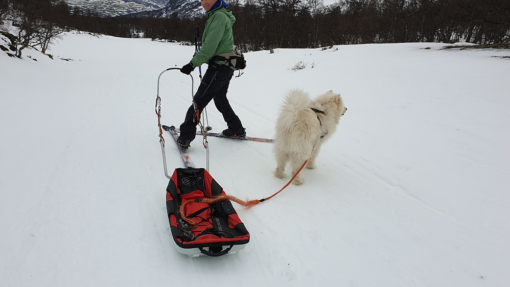 Mislykket han liker å spring selv så da må vi finne oss i å vente på ham.