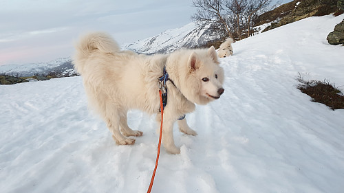 Tundra