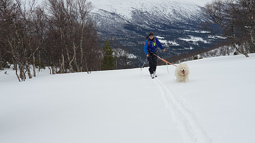 Egil og Bamse i fint driv oppover bakkene.