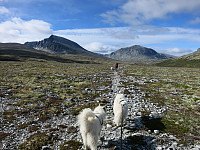 opps_20190531_5cf10667155a6.jpg