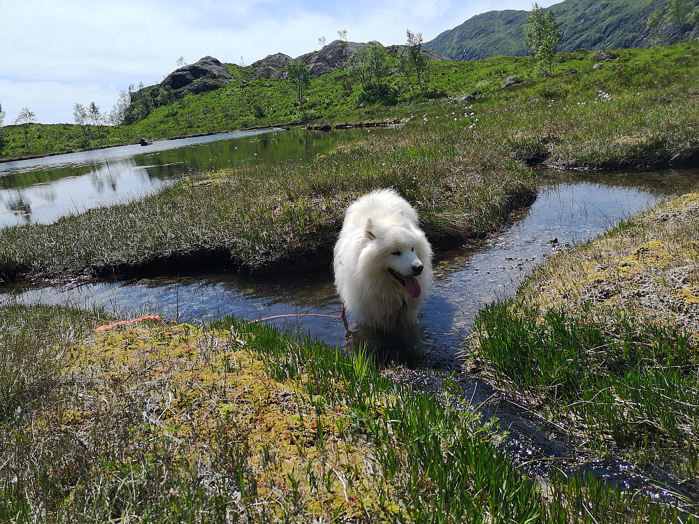 Bamse syntes det var godt med avkjøling...