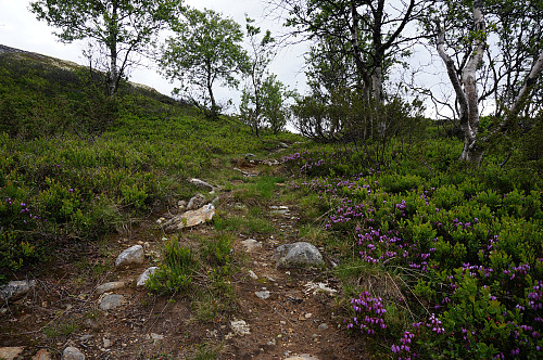 Fin sti oppover lia til snaufjellet.