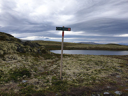Kom inn på merket stien som går opp til Rødalshøa fra Savalen. 