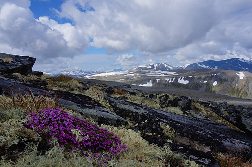 Fint i fjellet med så mange fine fjellblomster.