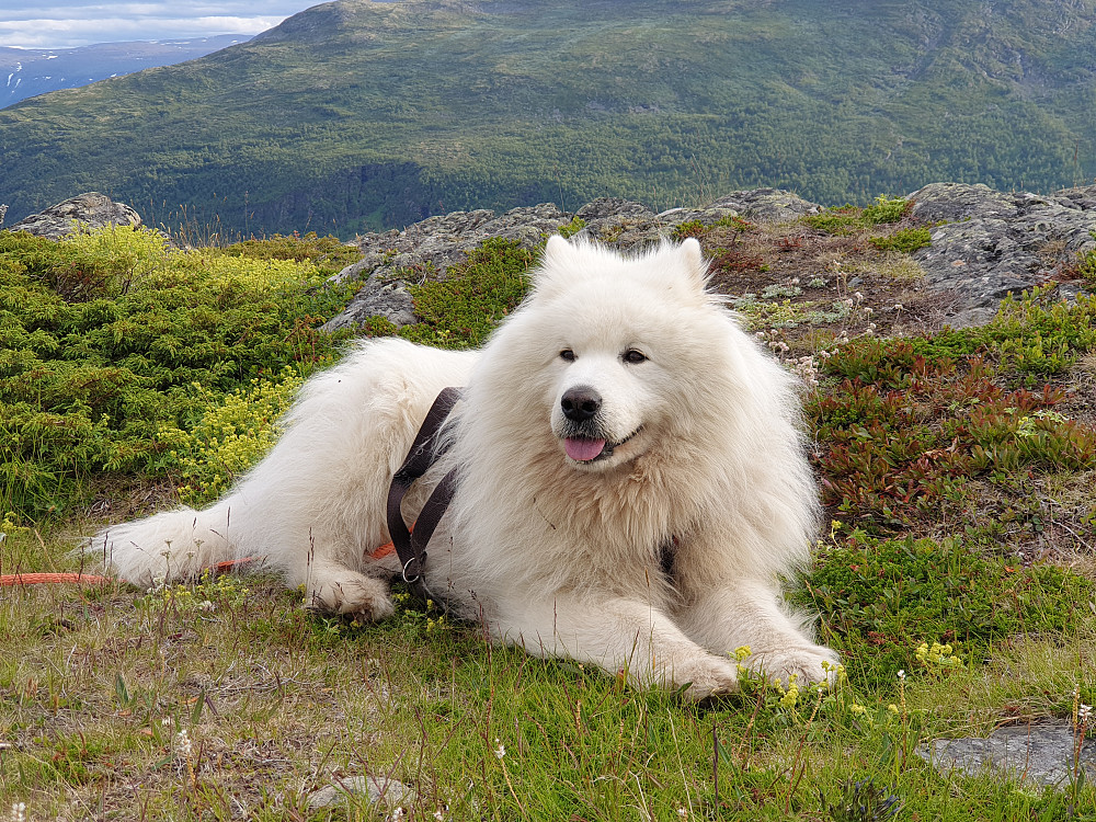 Bamse lengter etter kaldere vær.