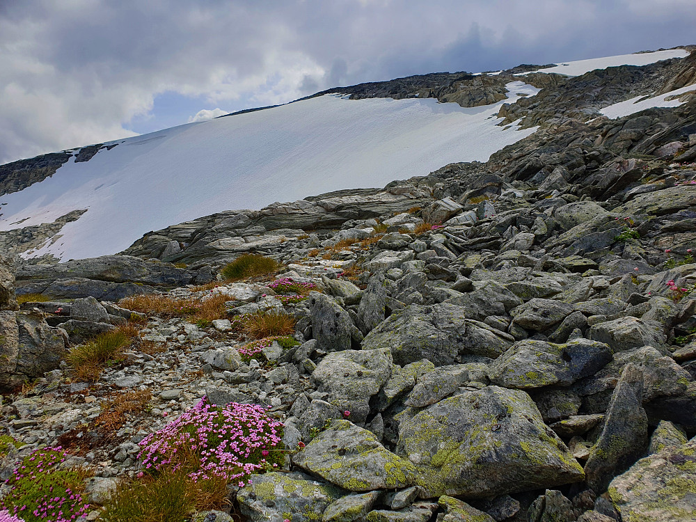 Flott dag i sommerfjellet.